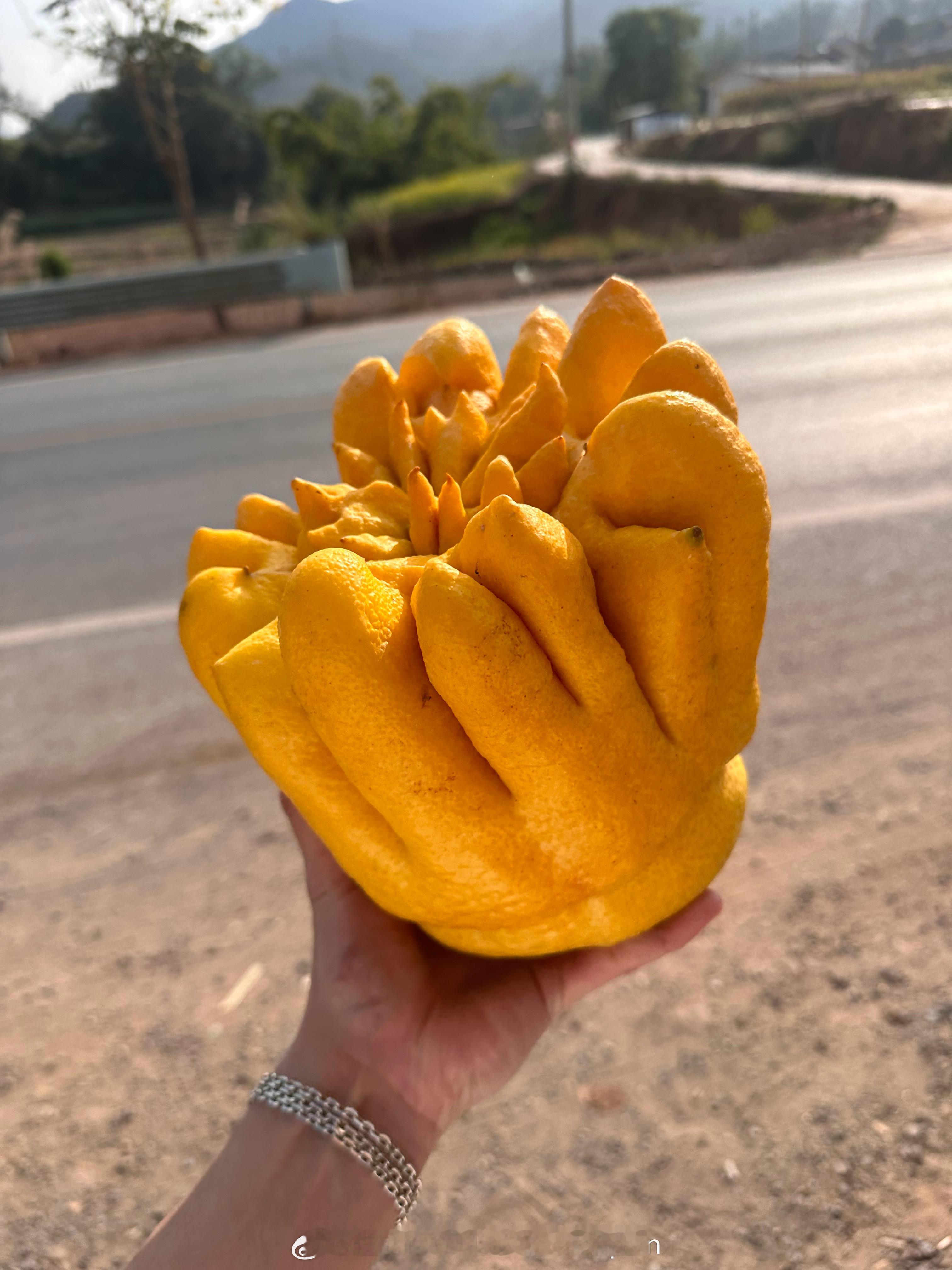 烧烧果实被我发现了 普洱·镇沅