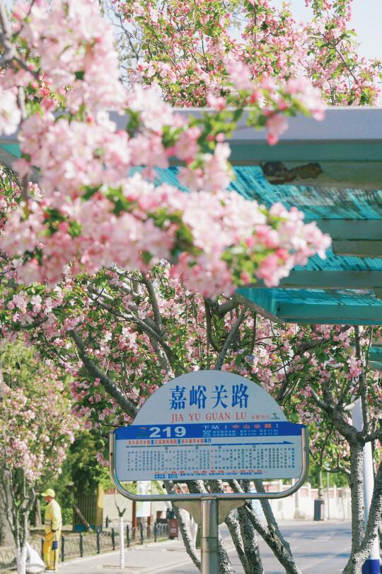 海棠无香，春日有烬🍃八大关的四月限定海棠