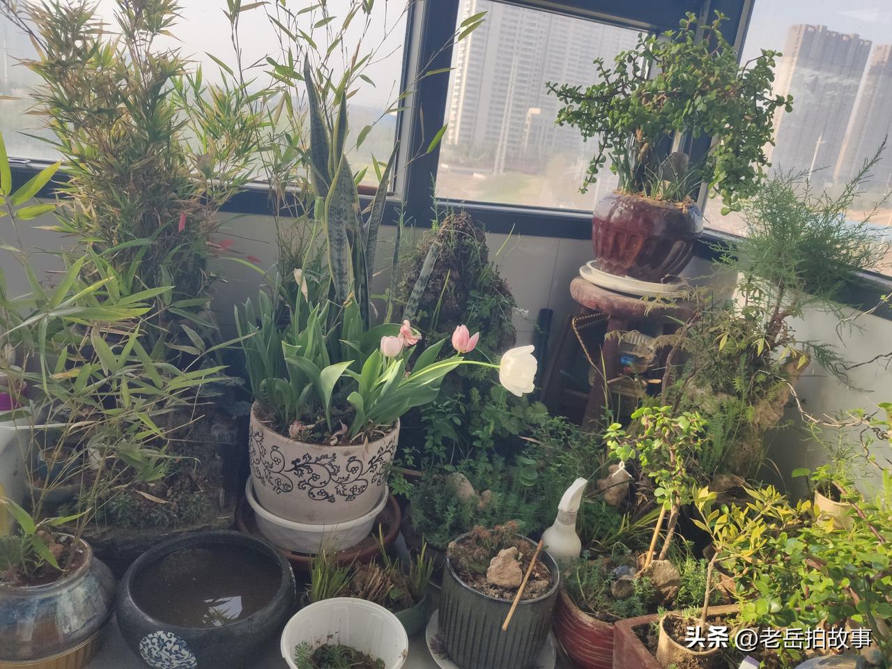 晒晒我阳台上的花花草草，这是我平时花最多精力细心呵护的花草，大多是自己扦插养护起