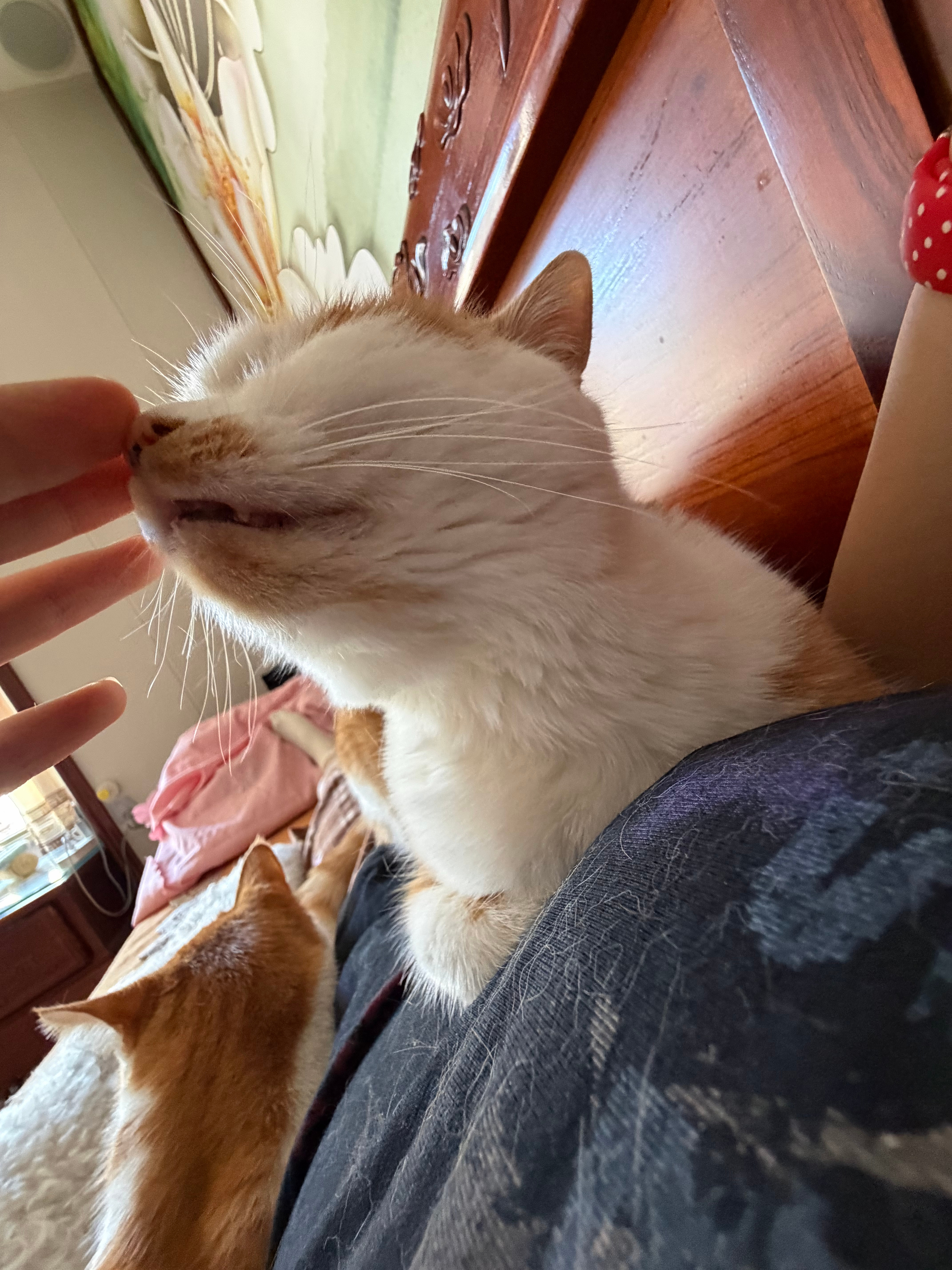 发发凑猫们。 
