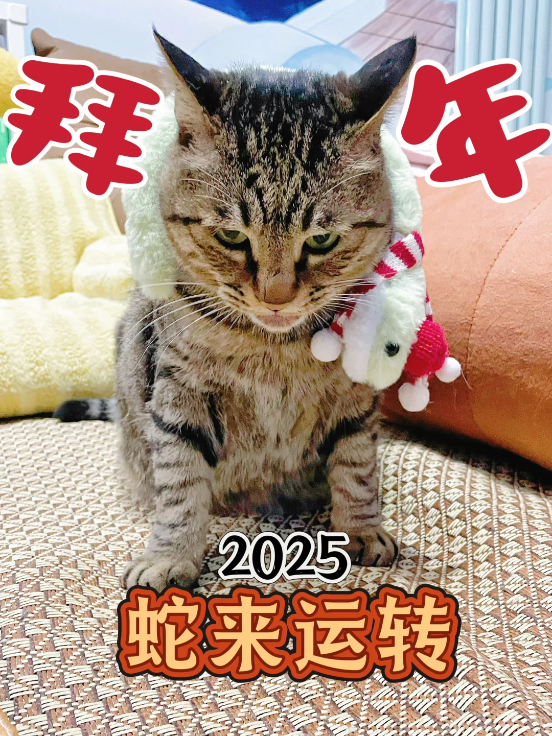 人，猫给你拜年啦