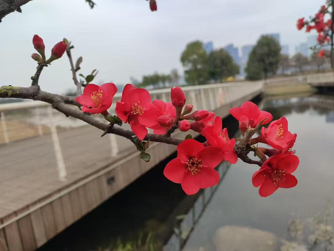 发一张你相册最近拍的花 一岸春红，半城烟色，时光在花枝与水面之间，慢了下来。