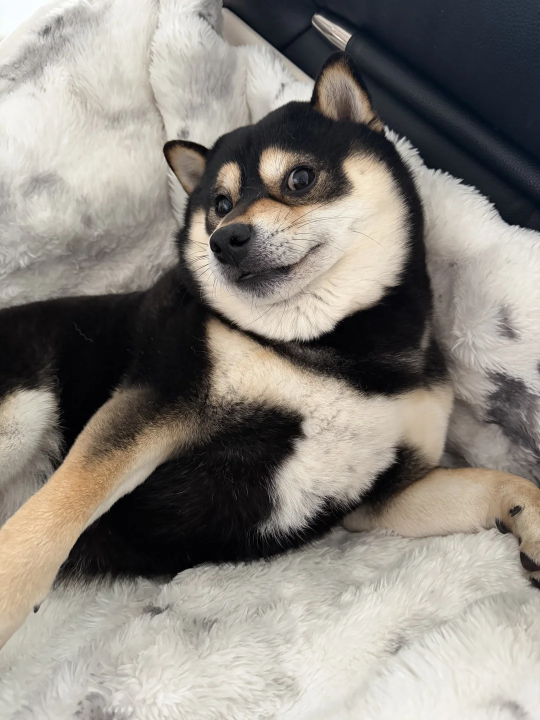 今日份🗓可爱小柴