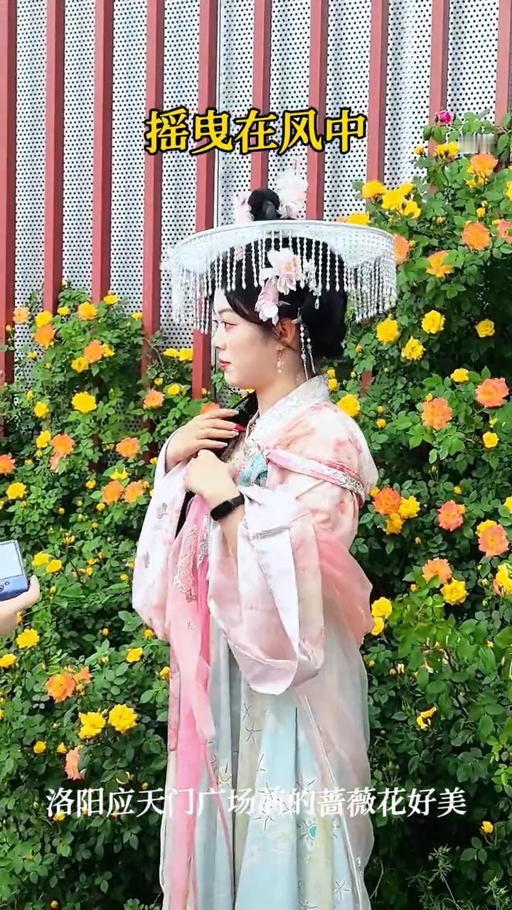 摇曳在风中。
洛阳应天门广场前的蔷薇花好美。