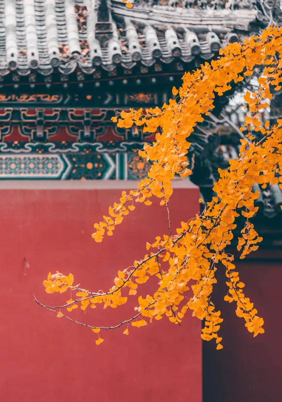 真正的好命，不靠天赐，全凭自修。嘴下留德，少论人非，是积福；心中知足，不贪不妒，