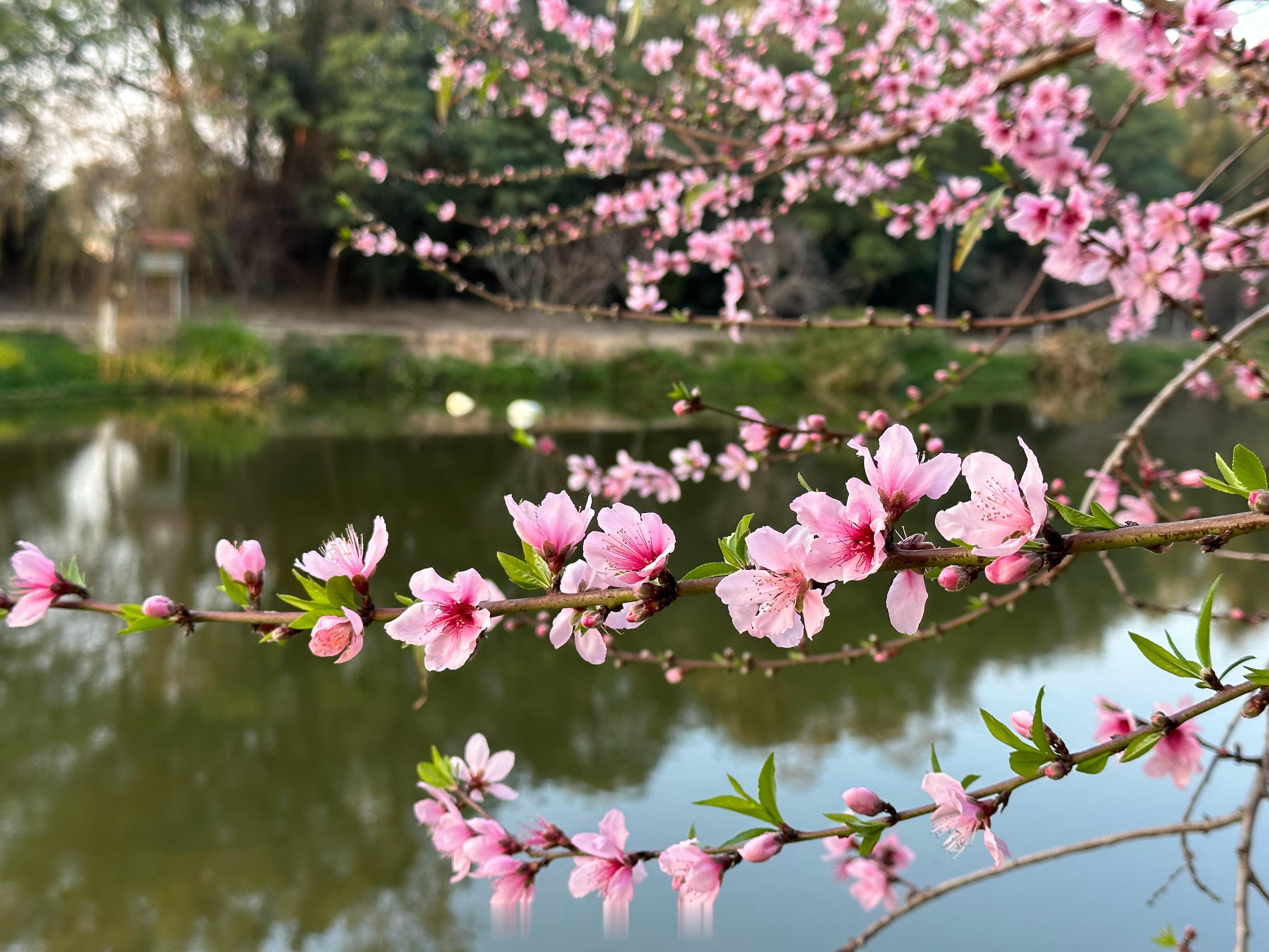 户外踏青，赏花赏景，沉醉于山水之间。南方的春天来得早一些，粉红色是娇嫩的颜色，宛