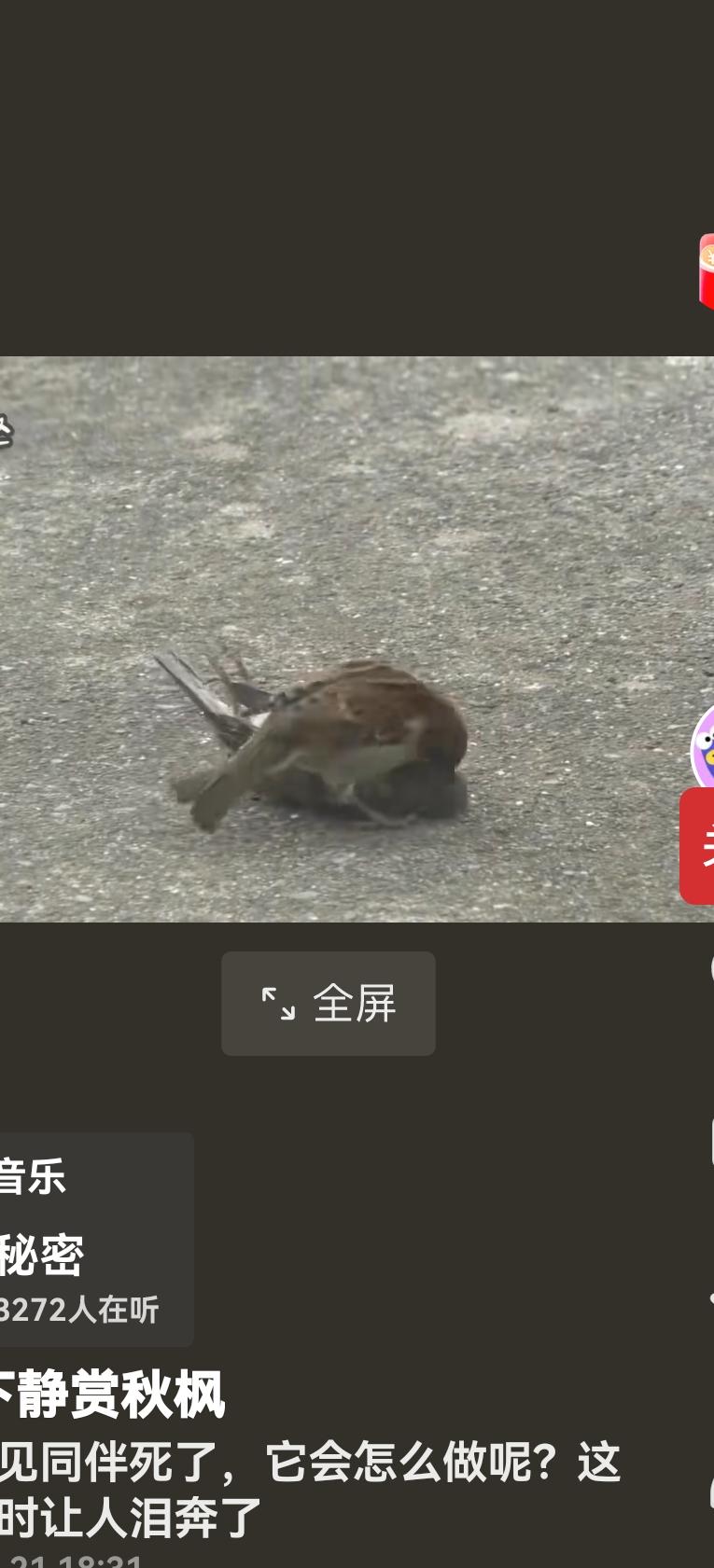 这是麻雀在给同伴做“鸟工呼吸”吗？

看头条看到一段感人的视频，一只小麻雀死了，
