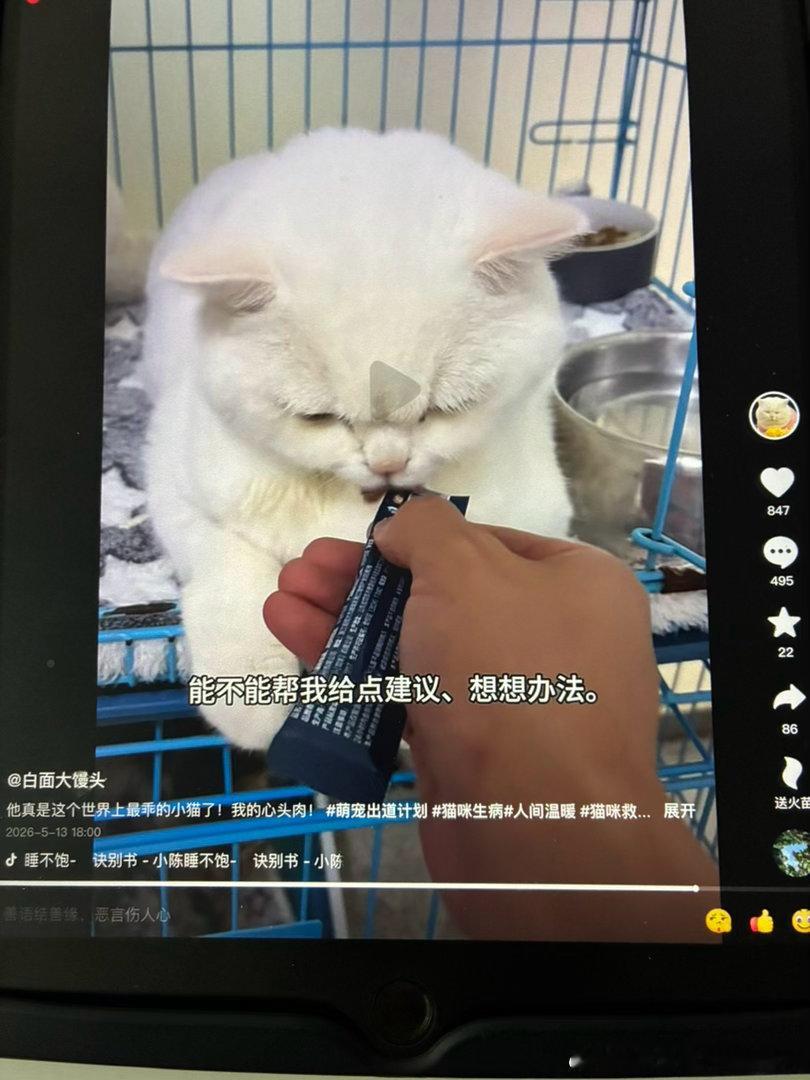 猫博主白面大馒头，得猫猫白血病了好可怜，上一次的更新已经过去一周了，也不知白面大