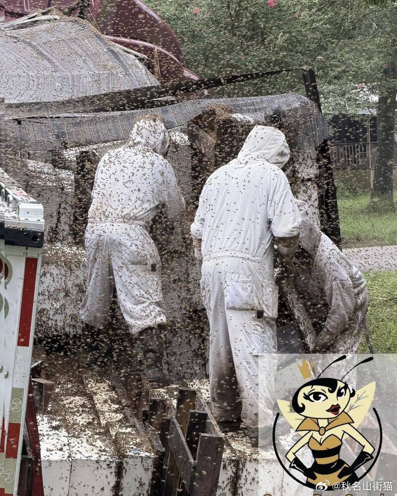 美国德州卡车翻覆致约200万只蜜蜂外溢 当局紧急呼吁民众留在室内海外新鲜事创作活