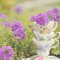 一方清幽
听雨听雪
一念心清净
温婉了曾经岁月

让心柔和
身披霞光
等林边归鸟