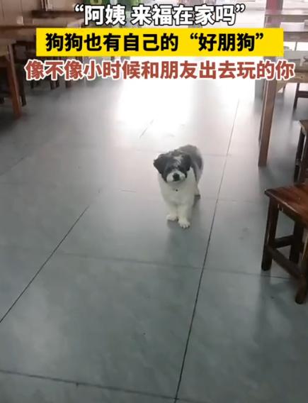 “太有灵性了！”贵州，女子看到一只狗来到家里。突然，她对楼上喊: “来福，你朋友