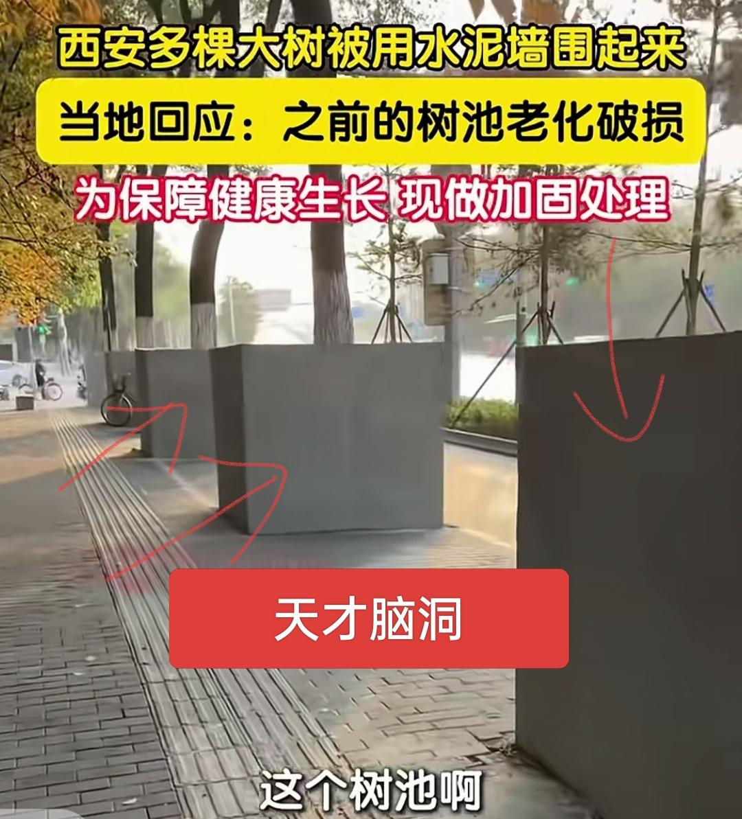 西安的树被围起来了！什么样的天才能想出如此奇葩的方案？既坑树又坑人呀！限制了树的