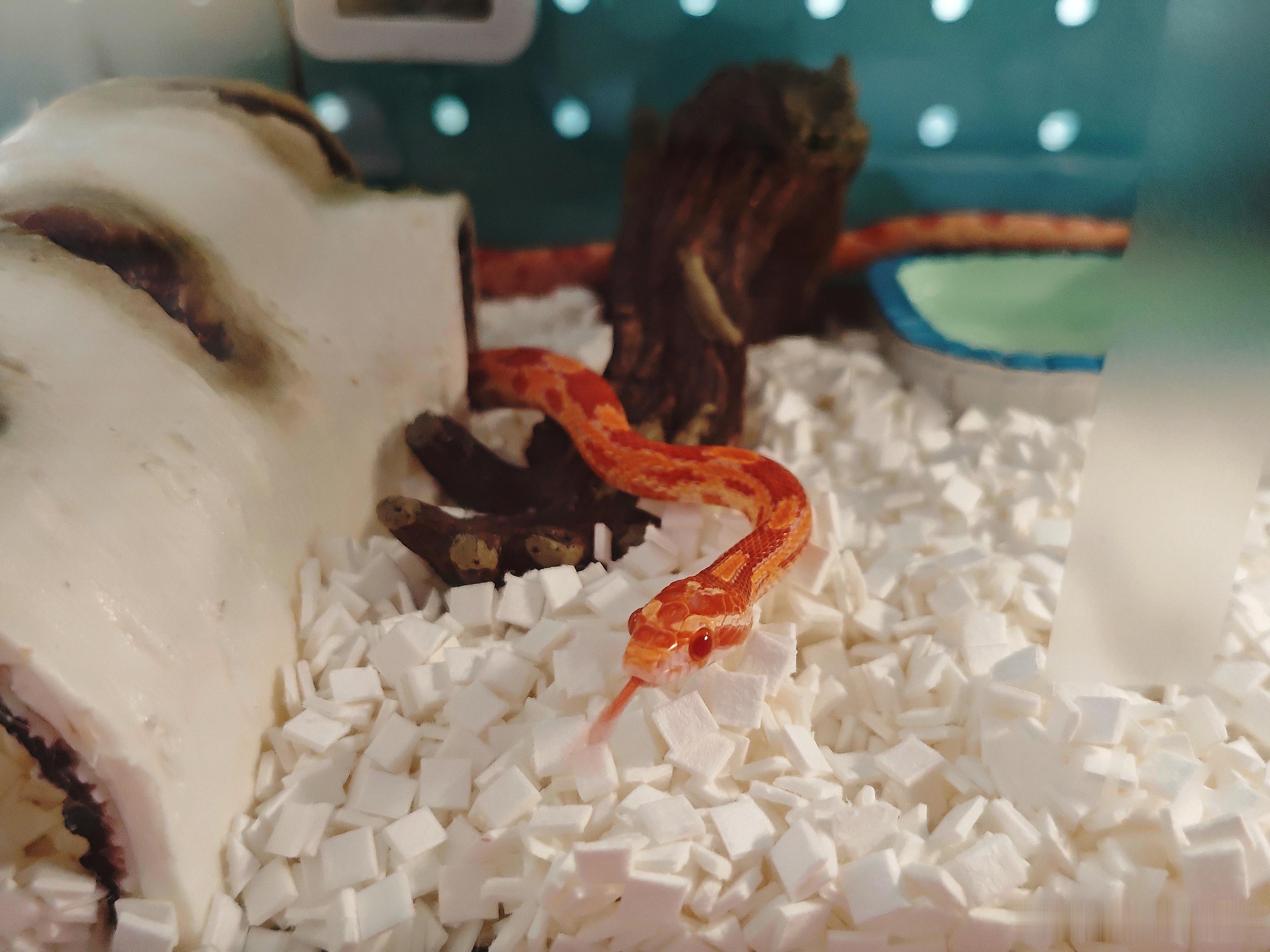 早上好啊小家伙🐍生活手记