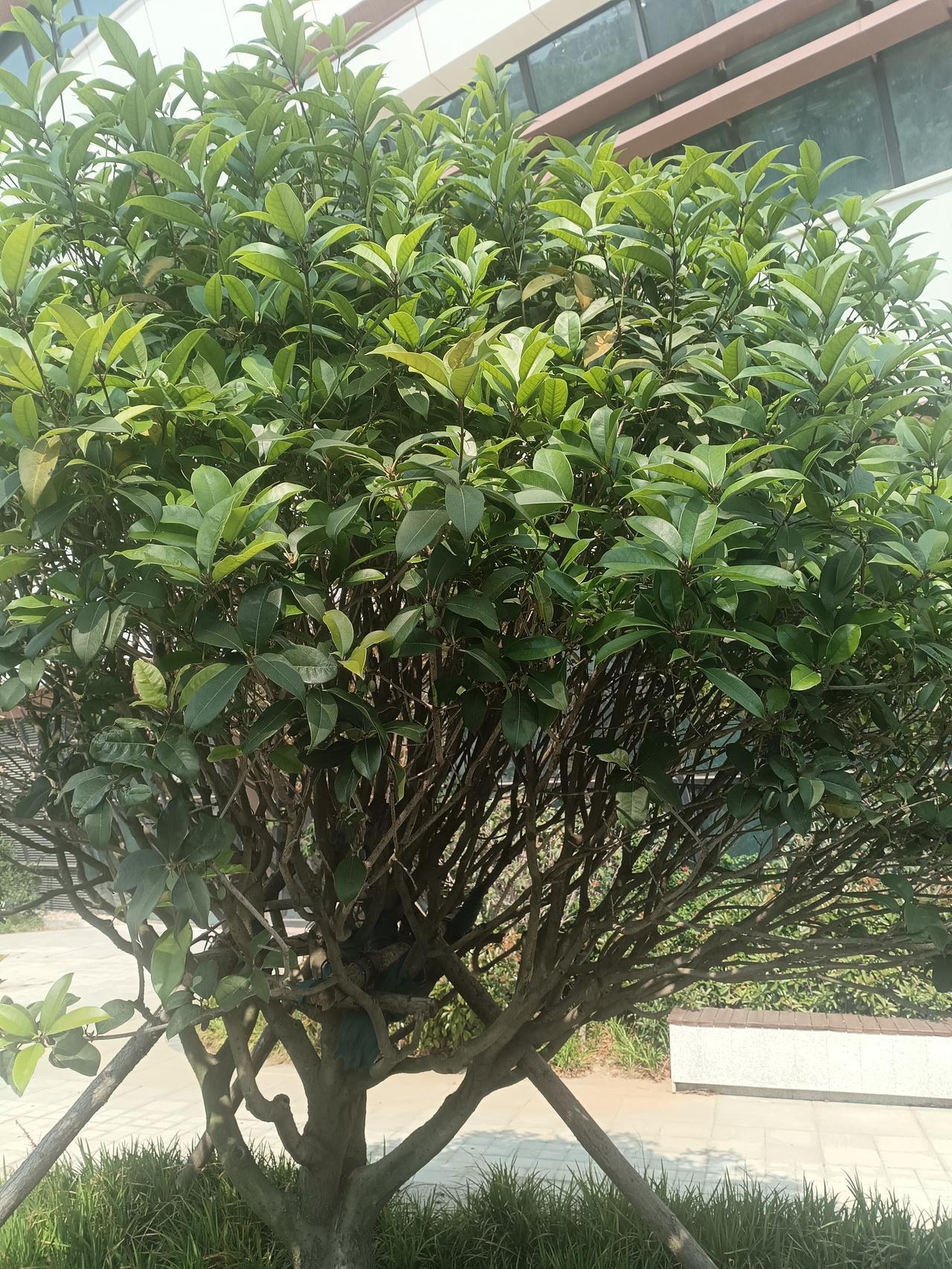 在小区绿化带散步时，我忽然愣在原地——那棵平日里只开细碎小花的桂花树，竟挂满了椭