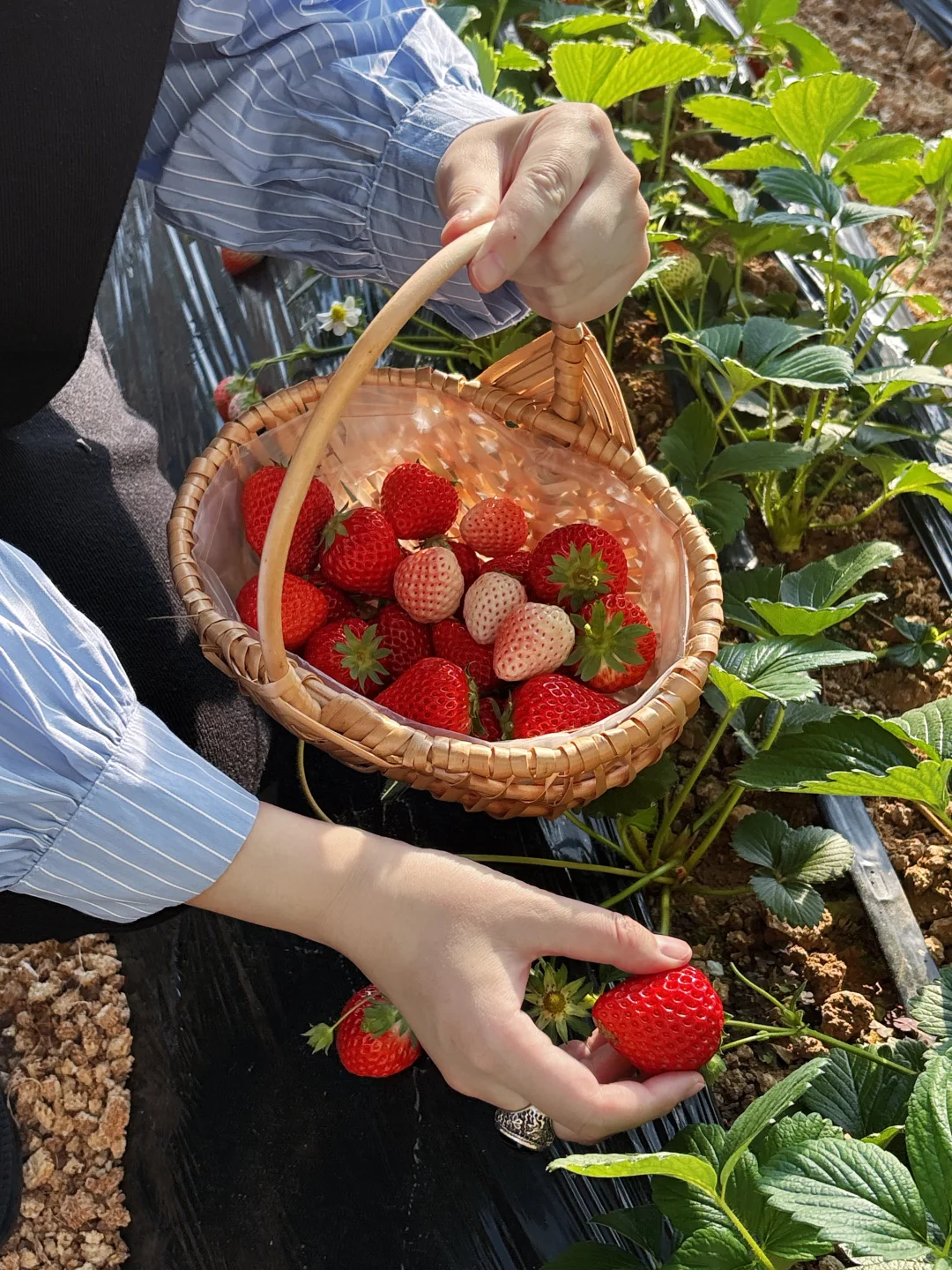 📍大连 | 草莓+西红柿采摘（适合小孩，情侣）