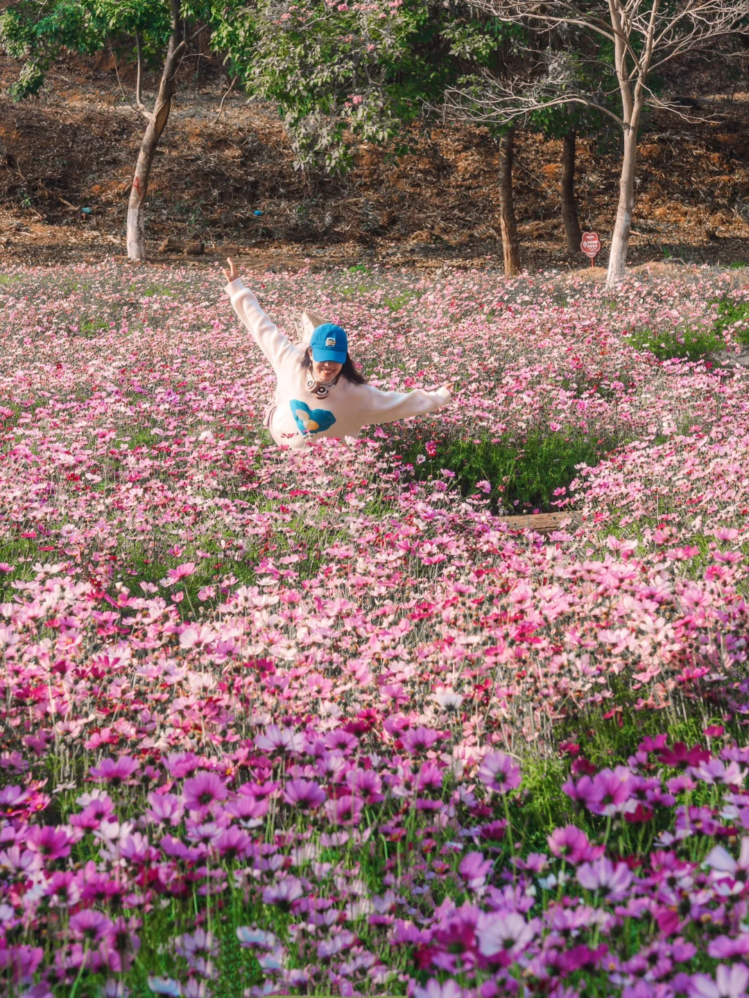 春日限定🌸深圳省级公园里的粉色梦境！