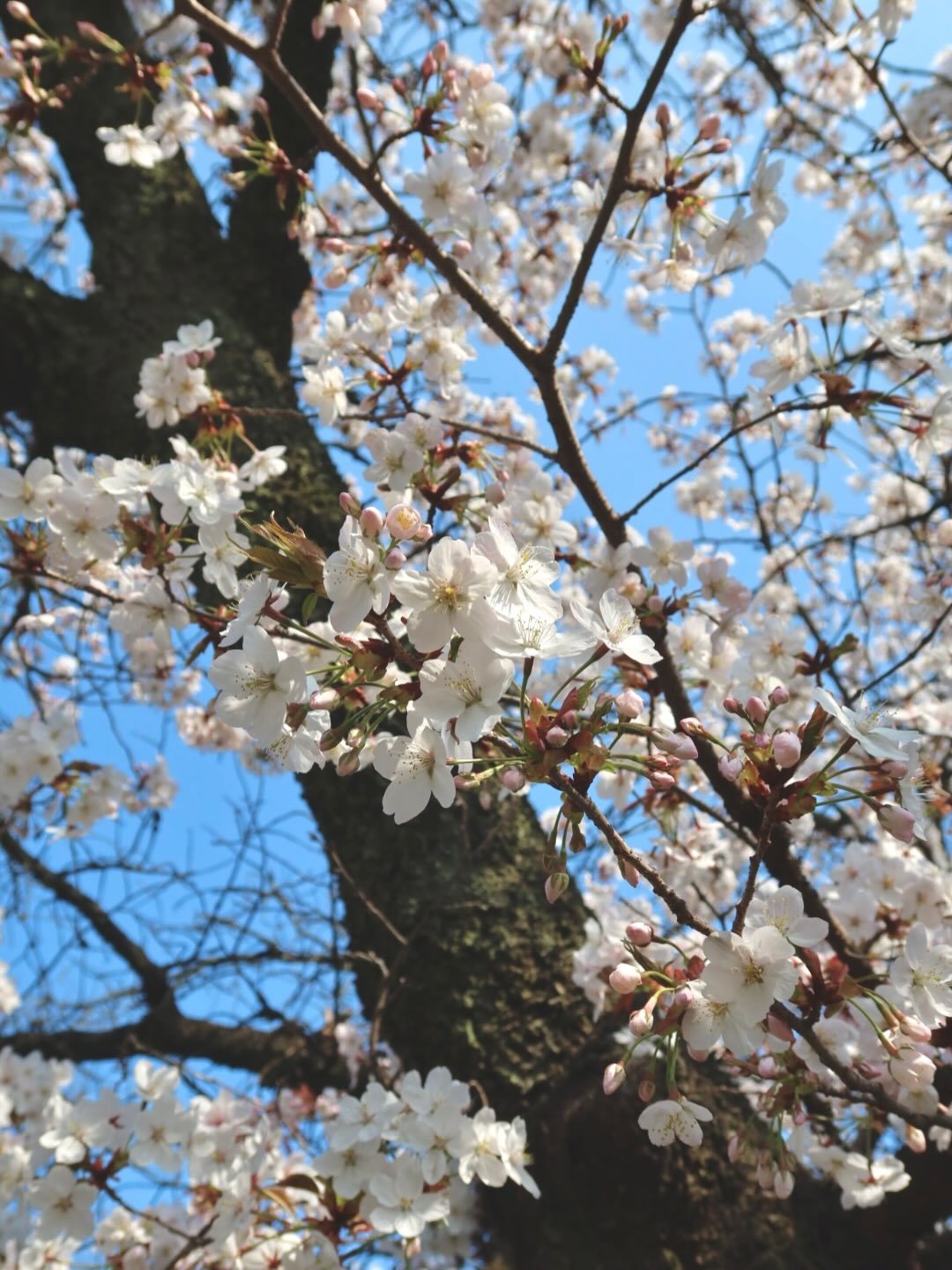 丹生明里🐸「🌸本日4月1日で丹生明里としての活動が1周年を迎えました✨1年前