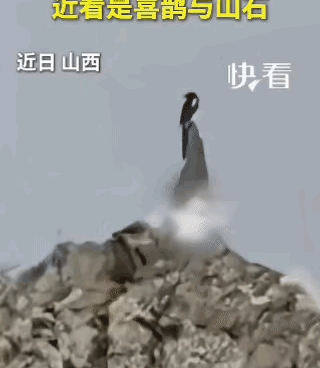 五台山逛一圈，差点被石头上的“古装美女”看愣了。走近一瞧，好家伙，竟然是一只喜鹊