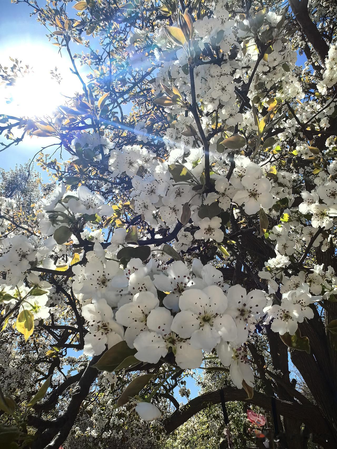 梨花图片春风拂过，满树洁白的梨花如云似雪。随手按下快门，便是一幅温柔清雅的画卷，