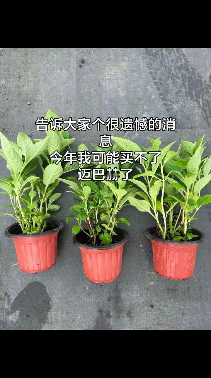 无尽夏绣球。绿植推荐 无尽夏 绣球 绣球花