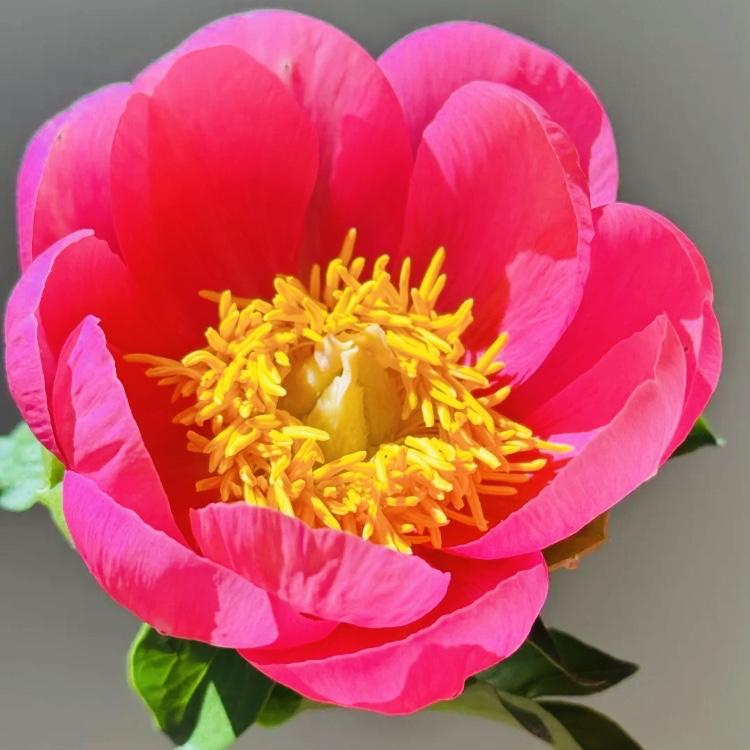 分享图片～芍药花
花中仙子，优雅盛开
色彩鲜艳，花香怡人
