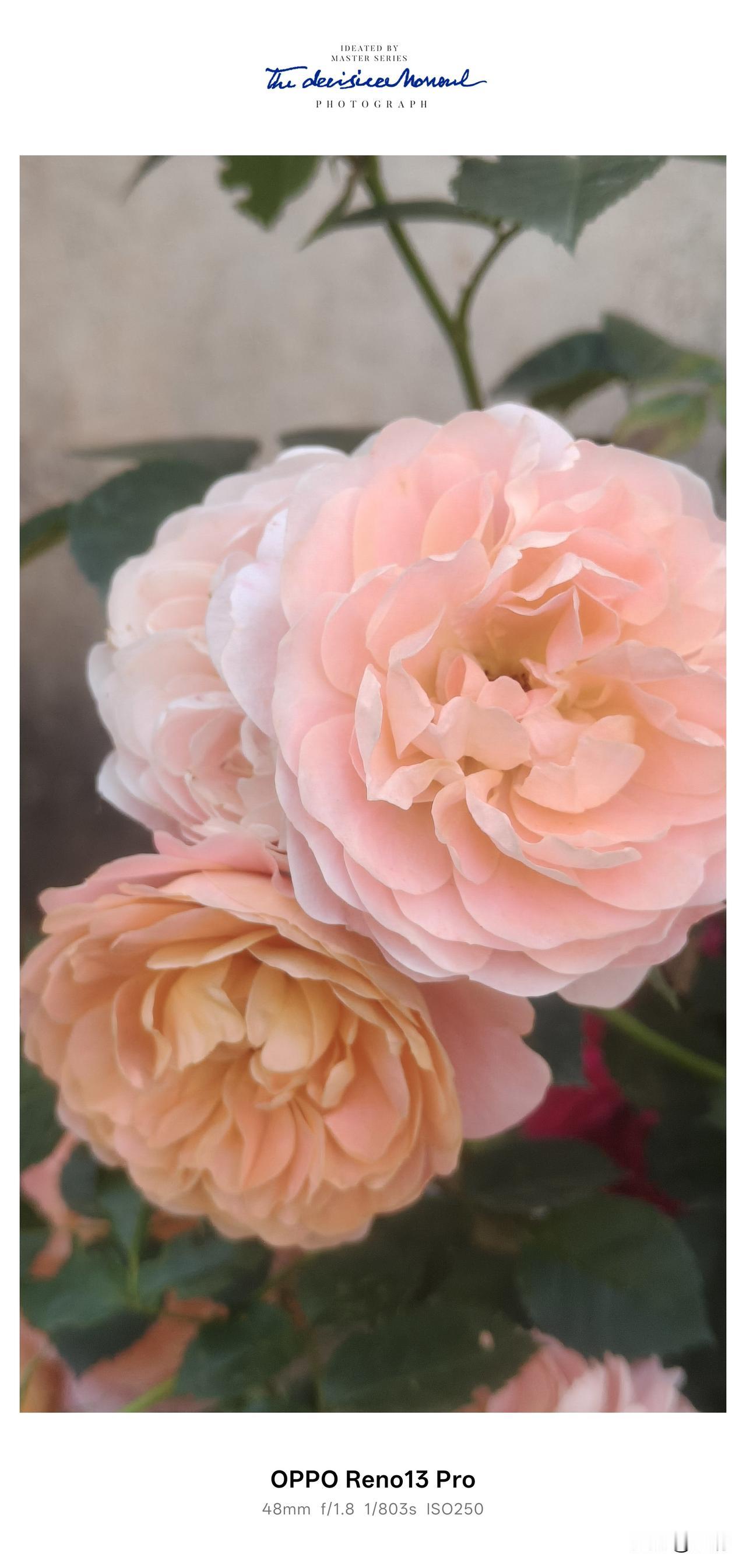 一株月季开出好几种温柔，大自然也太会浪漫啦✨
 
资阳市雁江区八粮堰
 
太神奇