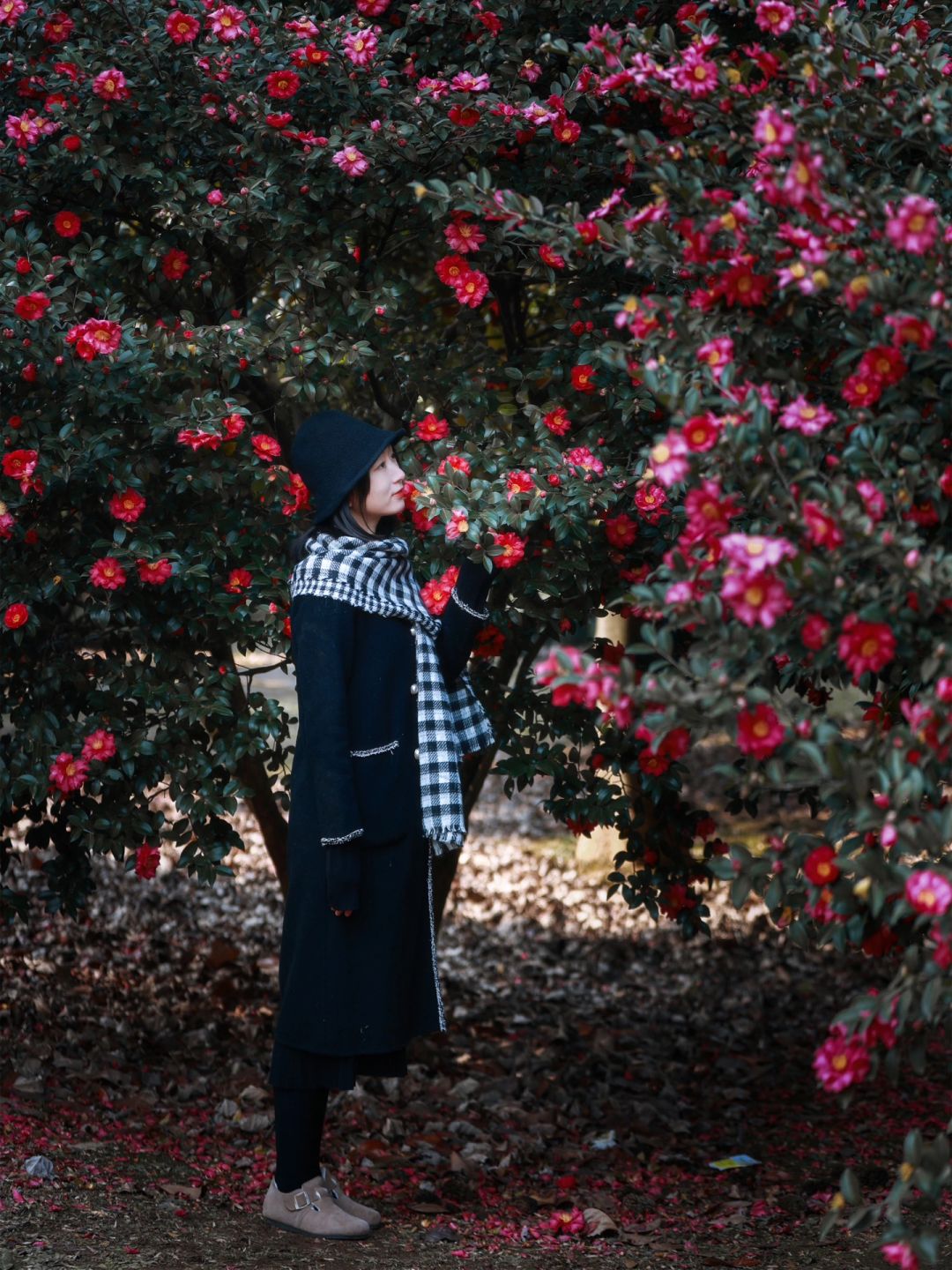 香奈儿山茶花🌸西湖边这座山茶园藏不住了❗️