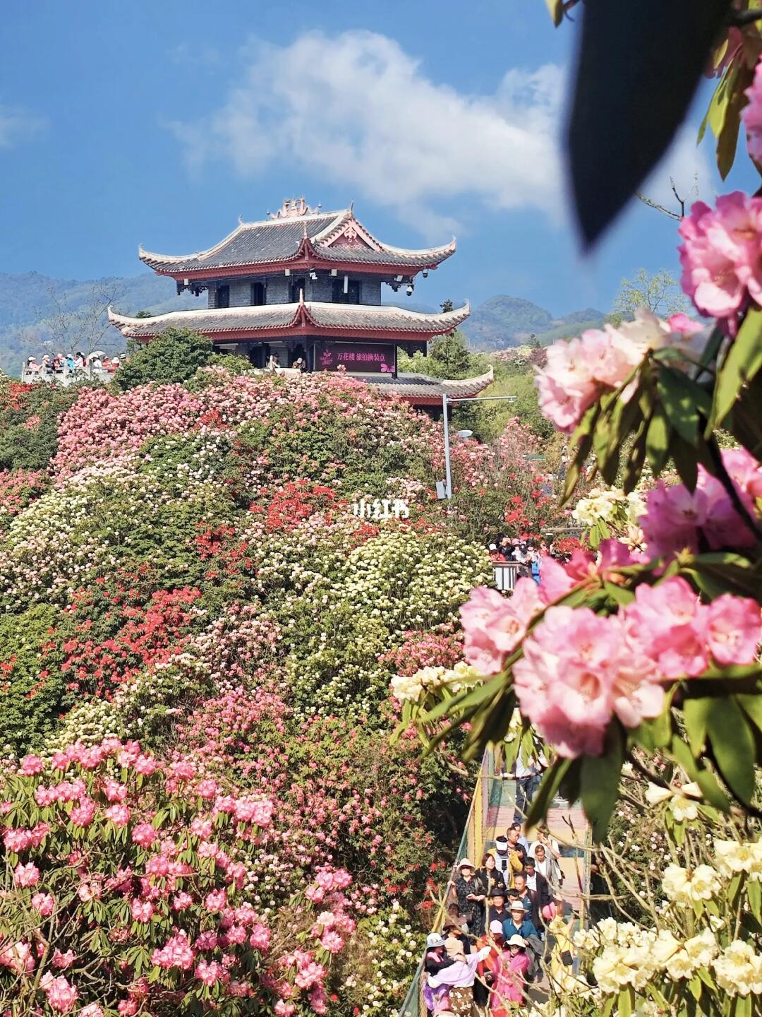 被《国家地理》安利的杜鹃花海！美到词穷！