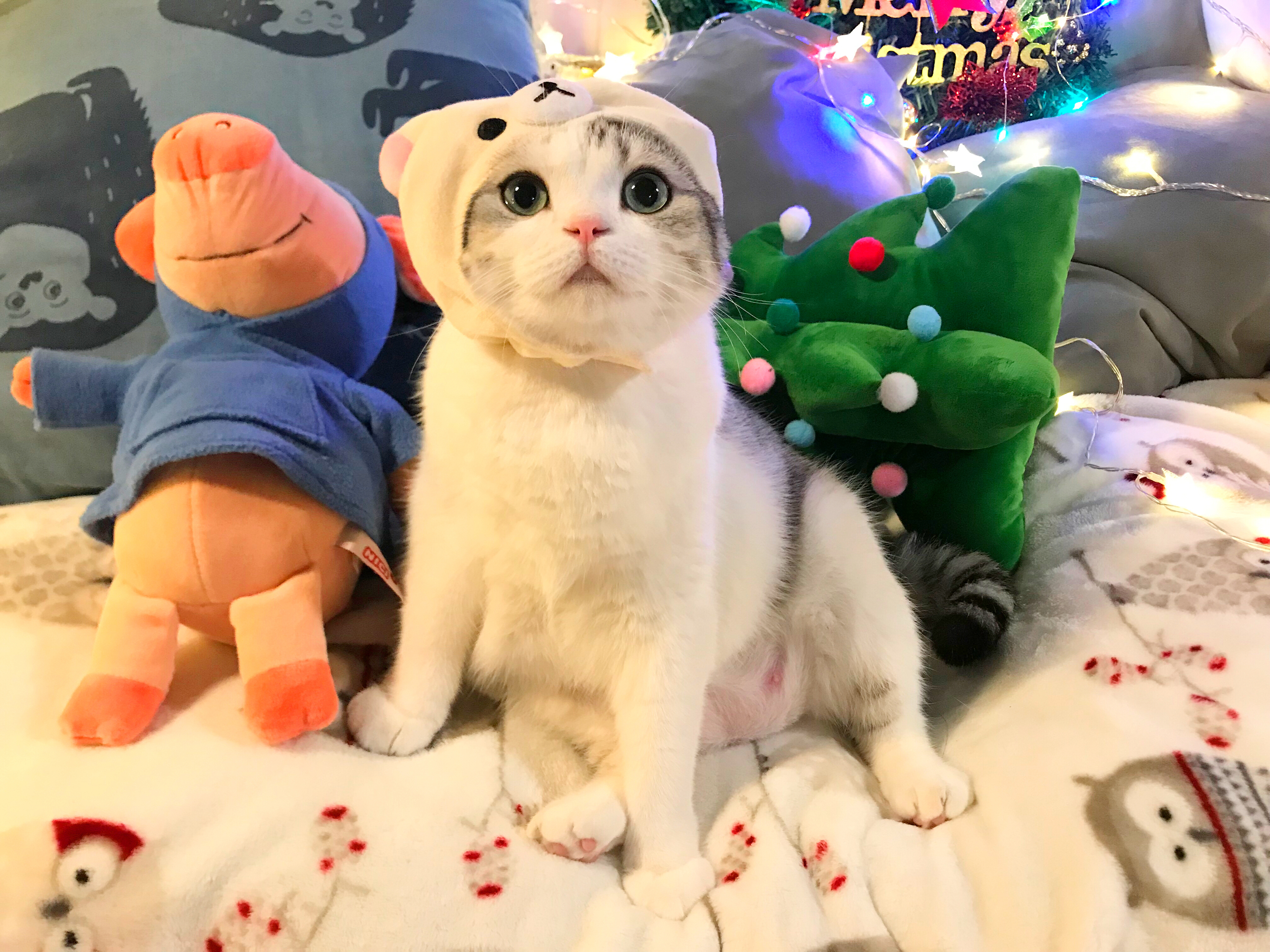 平安夜🍎翻到一组很可爱的照片图1.2还有一些小亮点[揣手]#萌宠初冬日记# ​