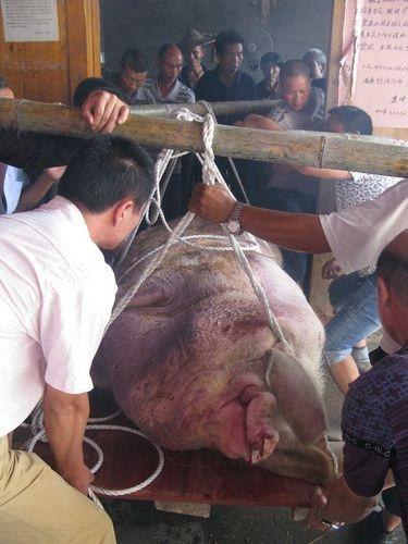 一头猪如果终生不杀，最终能长到多重呢？2003年，浙江一位农民买了一只小猪仔当宠