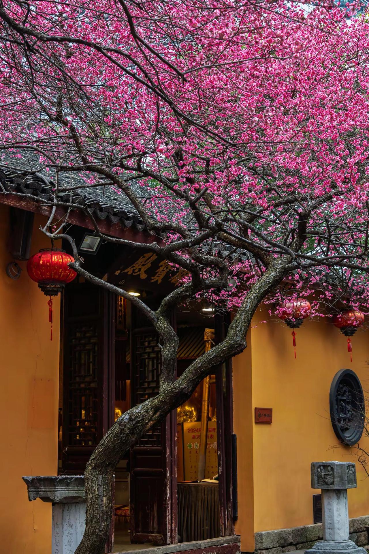 湖州铁佛寺梅花。湖州铁佛寺梅花