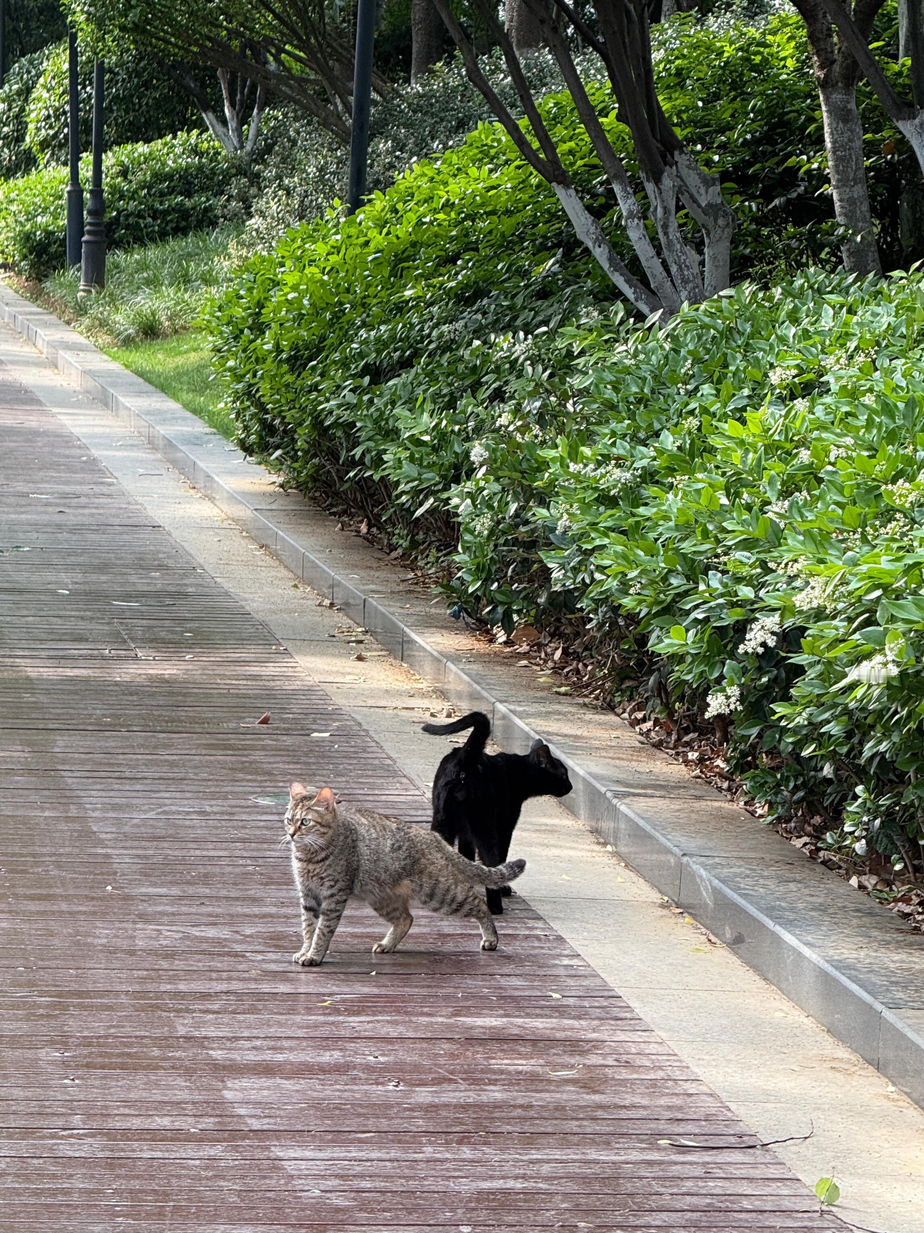误入猫猫相亲公园💕武汉真的好多猫猫 ​​​
