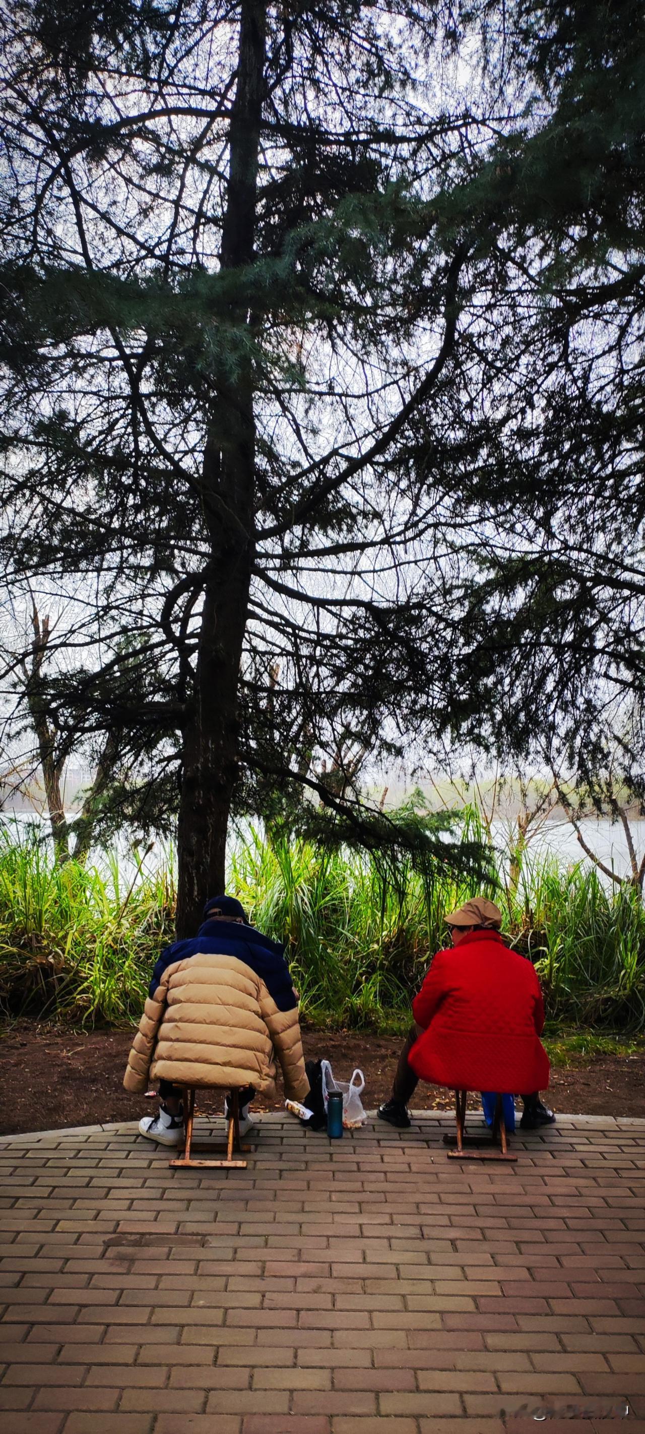冬日生活打卡季汉江湿地公园里的聚会摊子很多，一直在塔松林里空地上锻炼的大爷大妈，