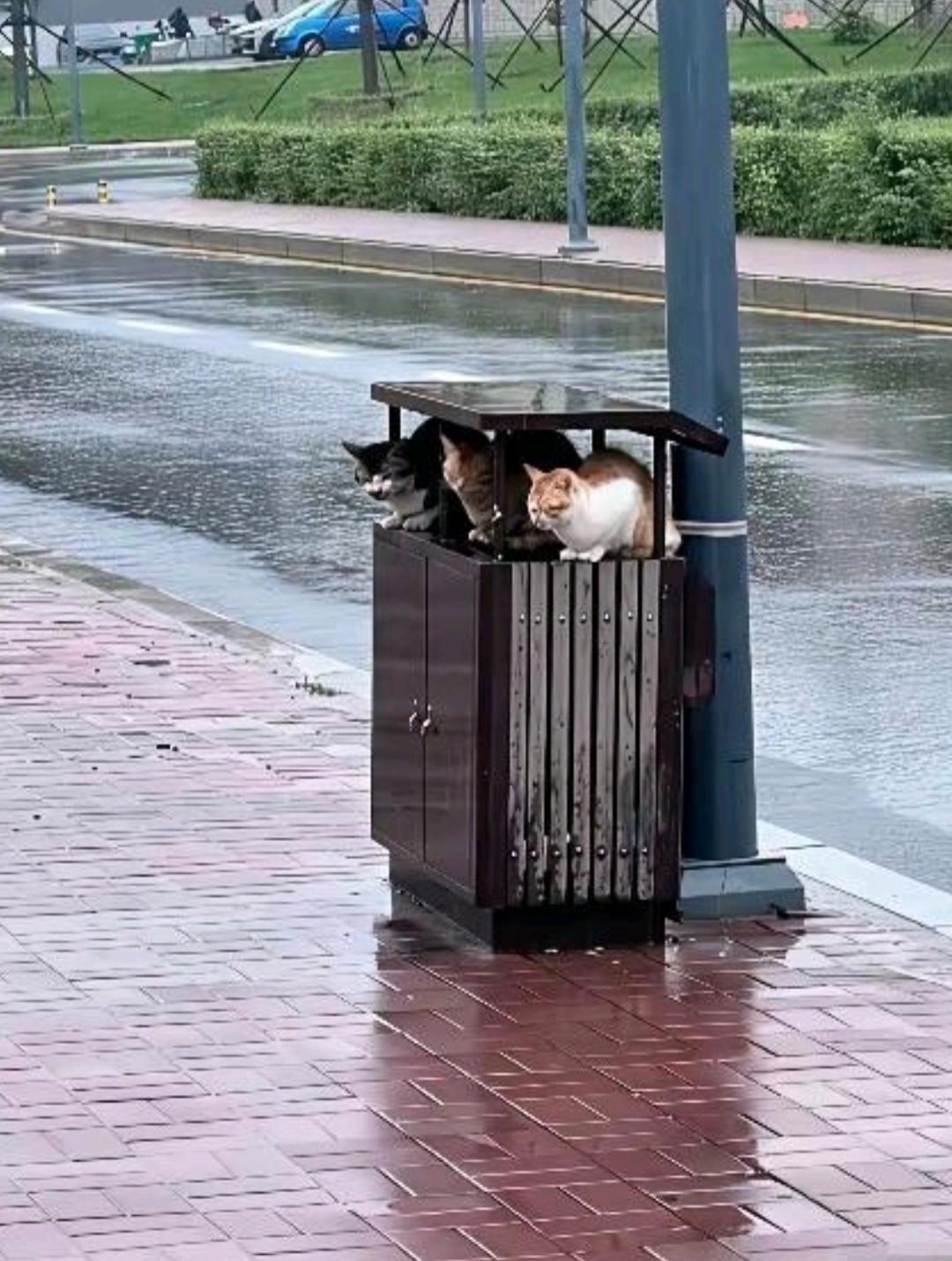 感觉现在的流浪猫是真多
不管走到哪里都能看到
不过今天这三只小可爱还真是聪明，下