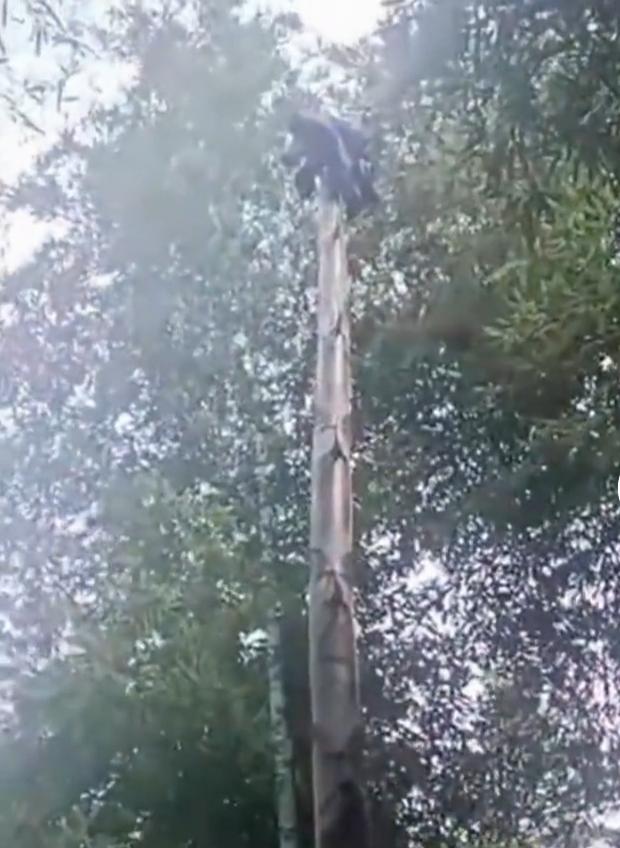 今天刷到个超有意思的事儿，有阿姨去拔笋，结果把衣服忘在竹林里了。等过段时间回去找