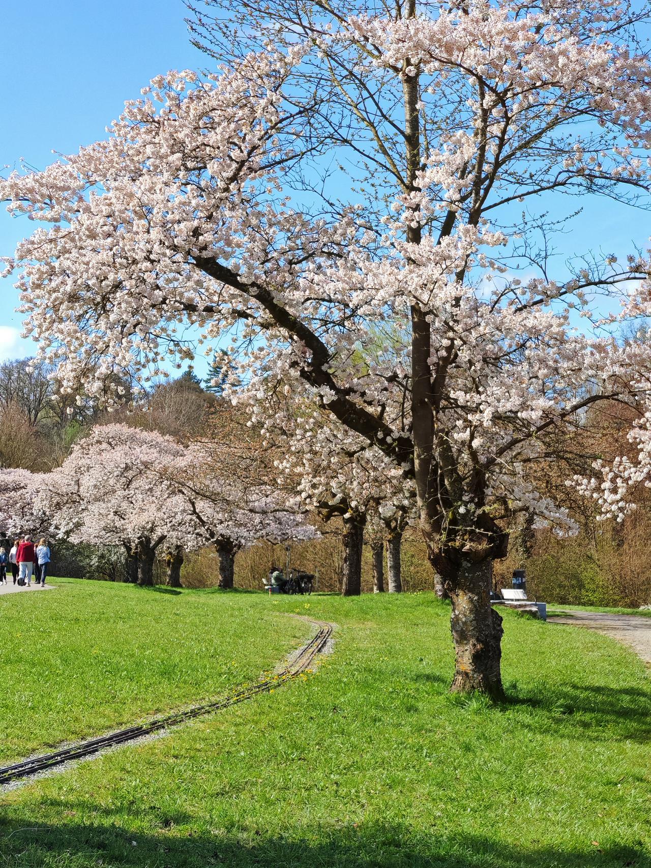 德国郊外，风光旖旎。空气清新，蓝天白云，古树参天，别墅遍野。绽放的樱花把春天点缀