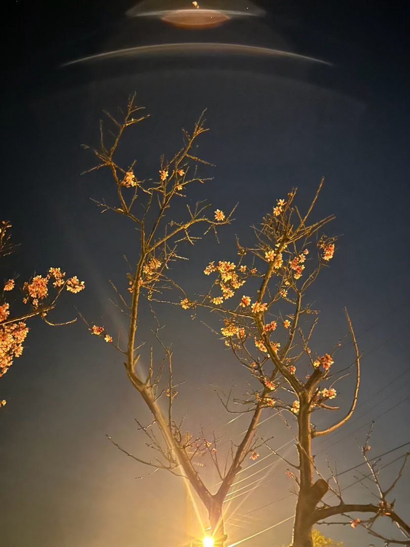 昨日晚上才遛狗，發現一處的櫻花開了，在燈光下的夜櫻蠻美的😍，落羽松與倒影也蠻有