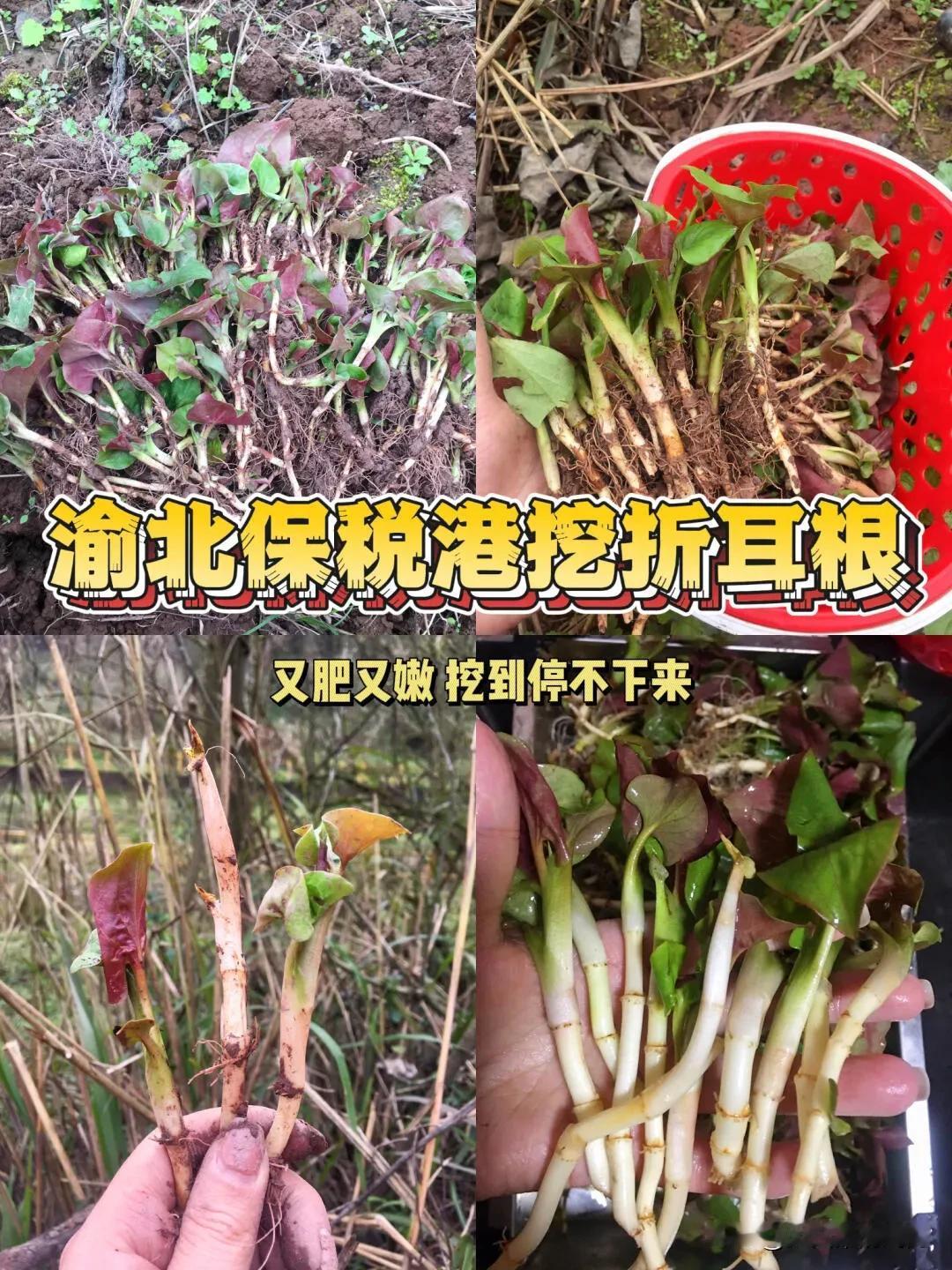 渝北保税港挖折耳根！挖到停不下来新年第一挖
没想到收获满满
挖到停不下来
轻松爆