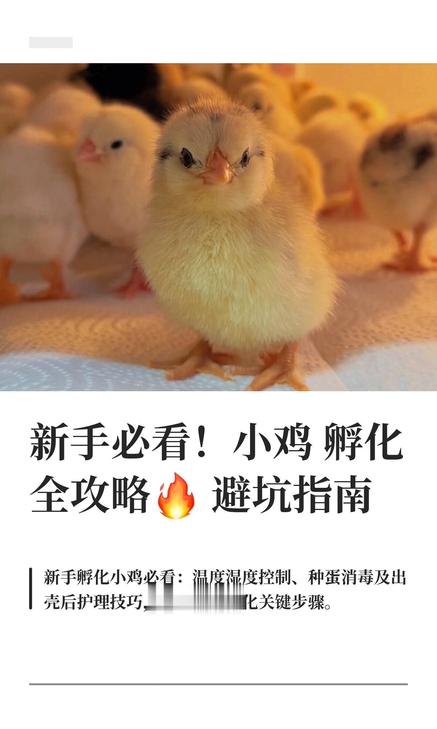 按照这个孵化步骤出壳率超高。孵化小鸡原来这么多讲究！整理了超全干货，新...