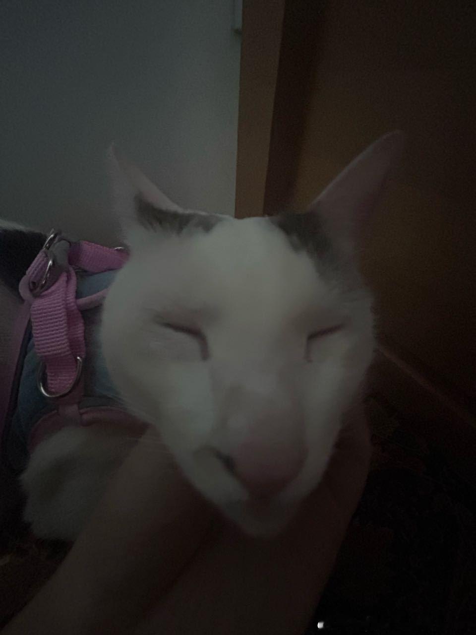 49383【丑猫】外星人 