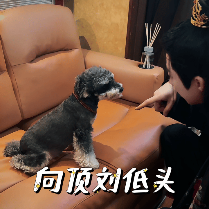 清汤大老爷谁给平白无故被骂了一天的刘宇宁道歉啊，出场费记得结呆米账上就行[淡淡的