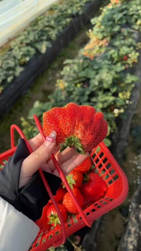 这个季节的草莓太甜了吧