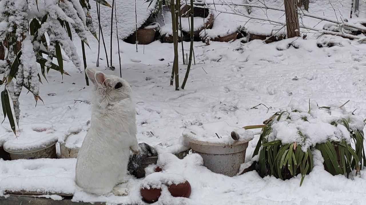 雪把草木盖成绒被，白兔站成冬的标点，连陶盆上的霜，都成了静谧里的诗行。
🐰 小