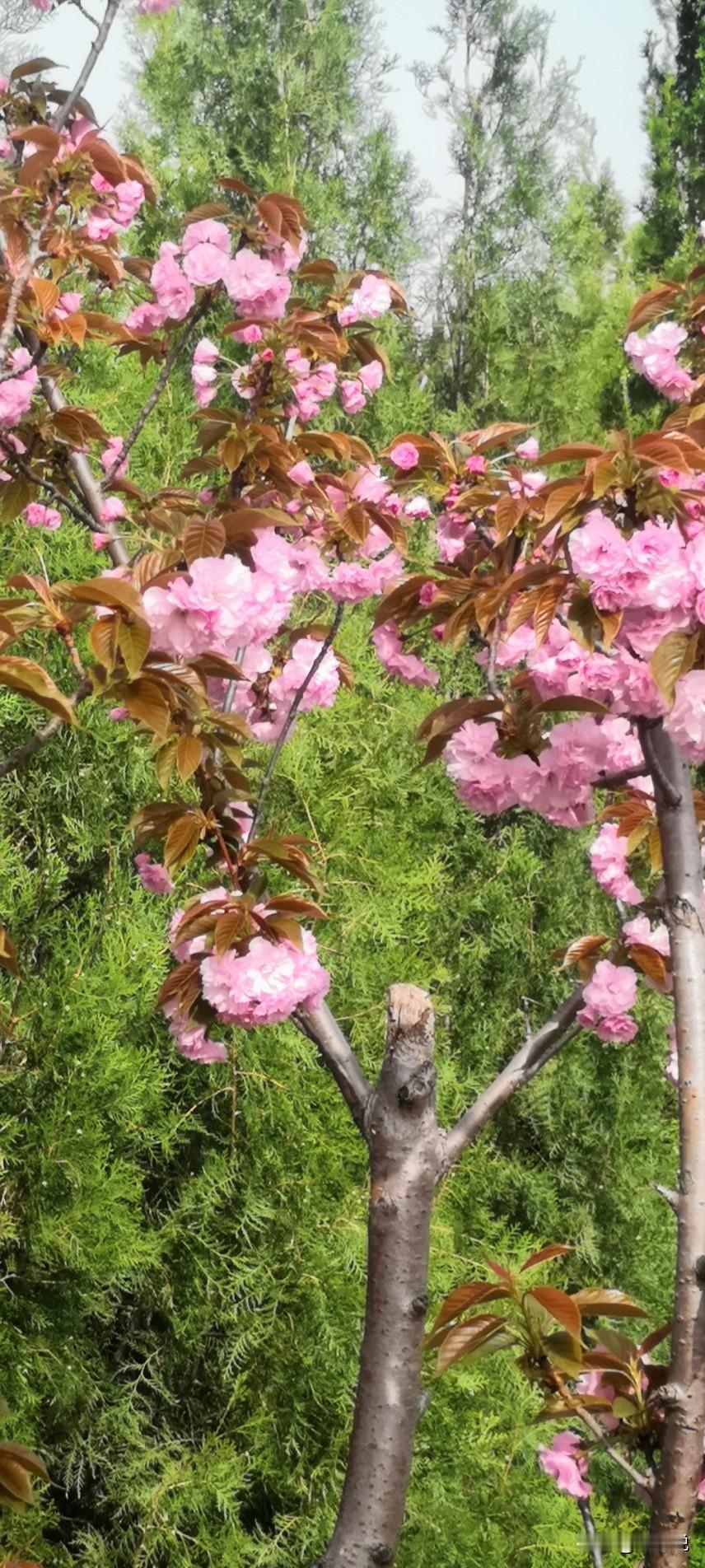 月只一轮
江有千条
心有多大
境有多宽
 
心若不被尘扰
所见皆是清明
 
心若