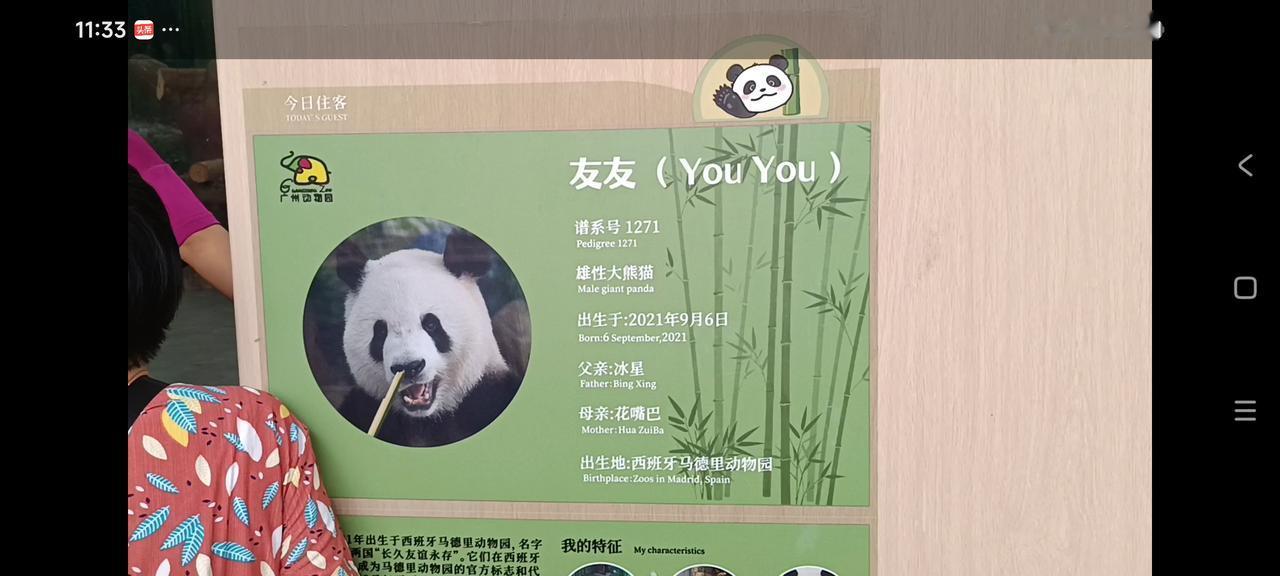 熊猫友友十分懂事
记得已有20多年没去过位于广州沙河和黄花岗之间的广州动物园了。