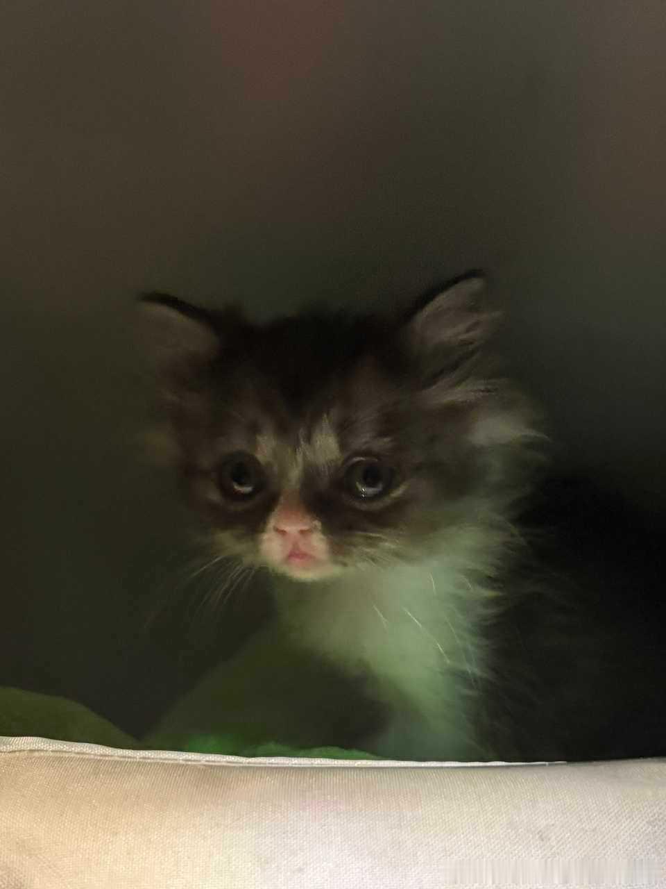49560【丑猫】 家人们你们觉得我家丑小猫还有机会逆袭吗 