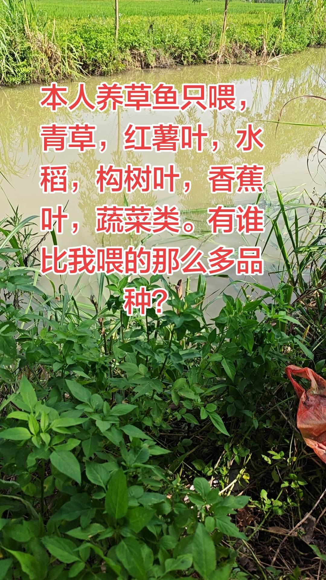 喂草鱼我就是多种多样化，谁还有那么多乡村野钓生活记录 养鱼 养鱼日记