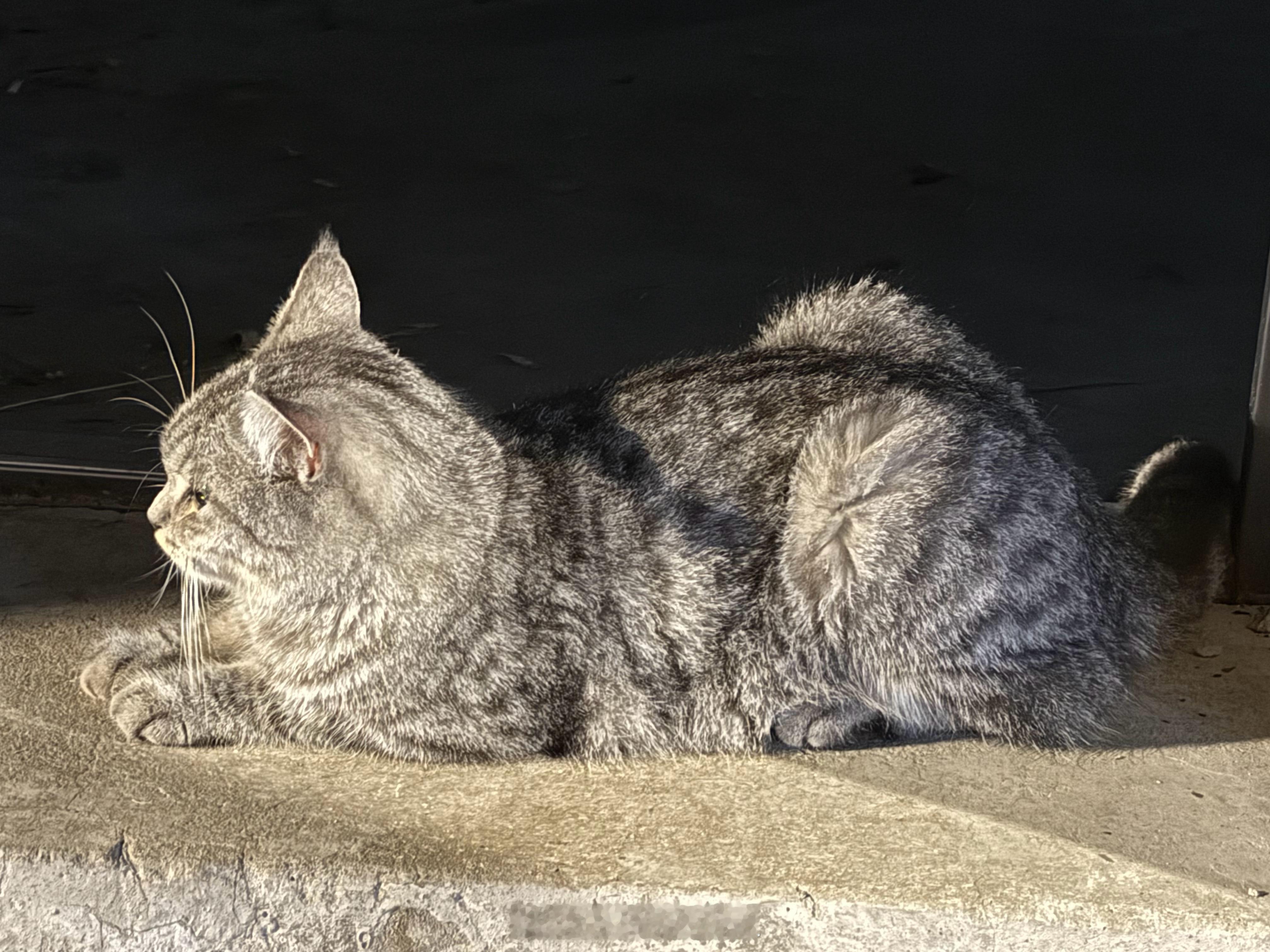 小猫咪，正在思考猫生😼​​​