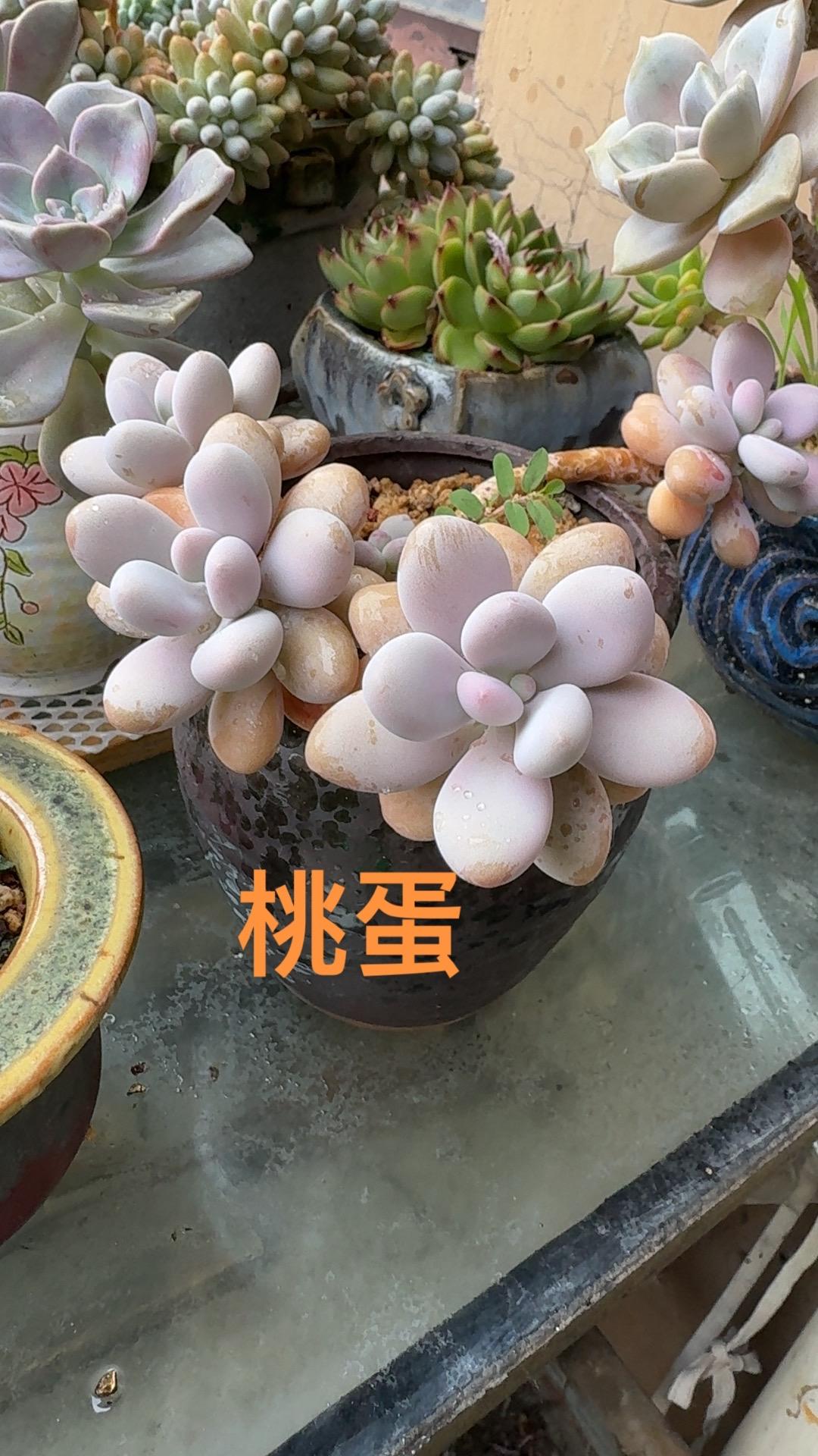 记录多肉生活 可爱的人总是发现可爱的事