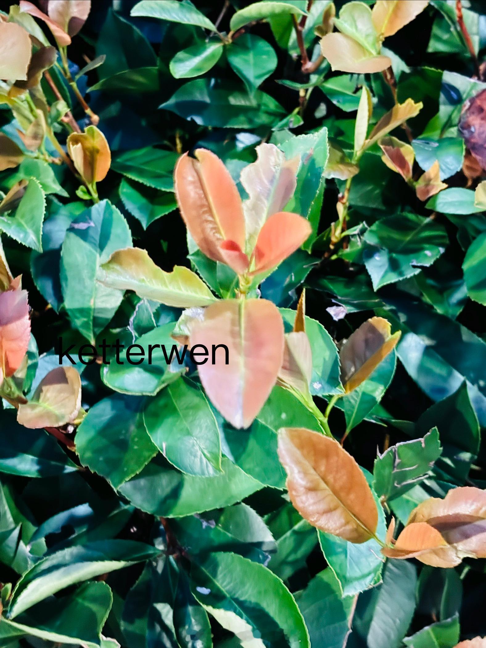 七月初一の紅葉紅葉多情，千里傳音  专栏 · ketterwenの騎行紀錄